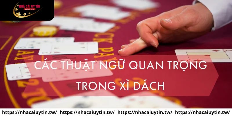 Thuật ngữ newbie cần biết trong luật chơi xì dách
